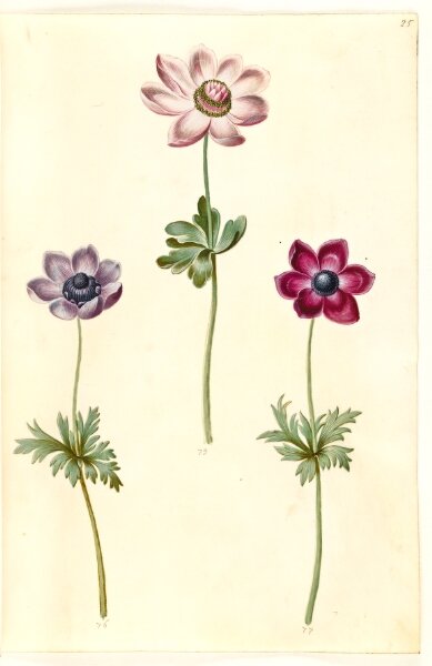 Hans Simon Holtzbecker, Anemone coronaria (fransk anemone)