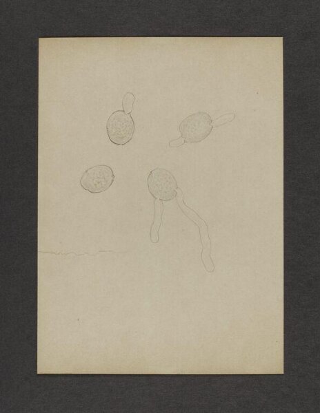 Potter, Beatrix, drawing