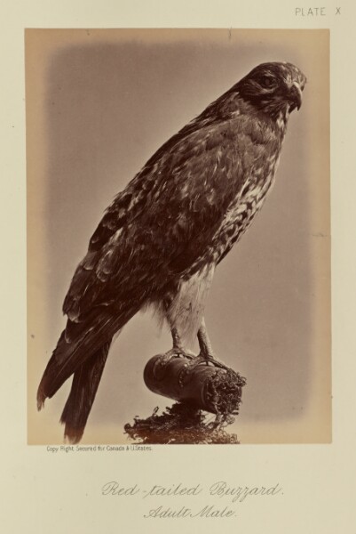 William Notman, Red-tailed Buzzard, Adult Male