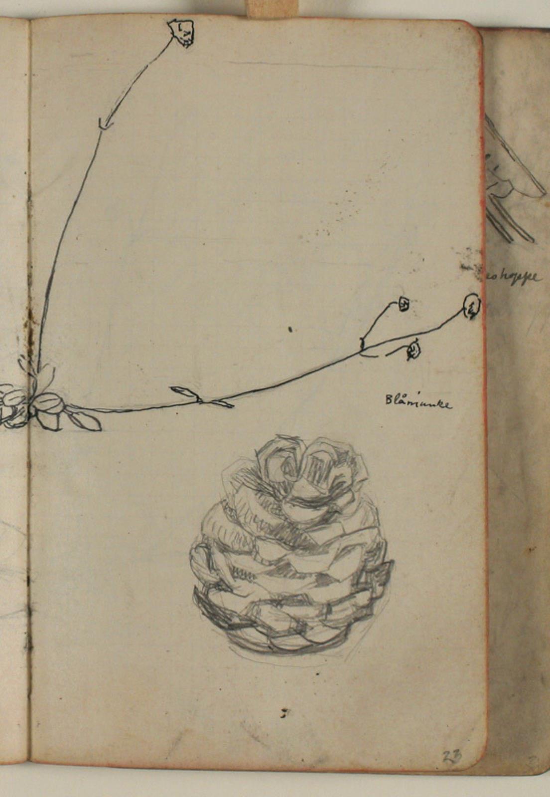 Niels Larsen Stevns, Plante- og koglestudie