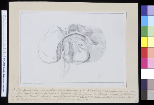 M Houtman, Animals: orangutan, organs, liver