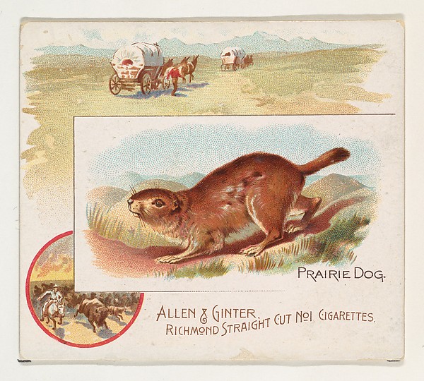 Allen & Ginter, Prairie Dog, from Quadrupeds series (N41) for Allen & Ginter Cigarettes
