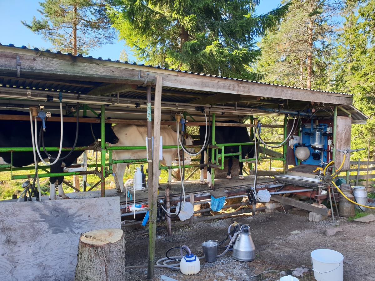 Jennie Tiderman-Österberg, The cows are milked with a milking machine, the New Lake Fathers, Svardsjö, Falun, 2018.