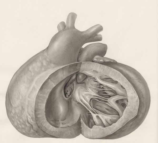 H.G Wetselaar, Heart