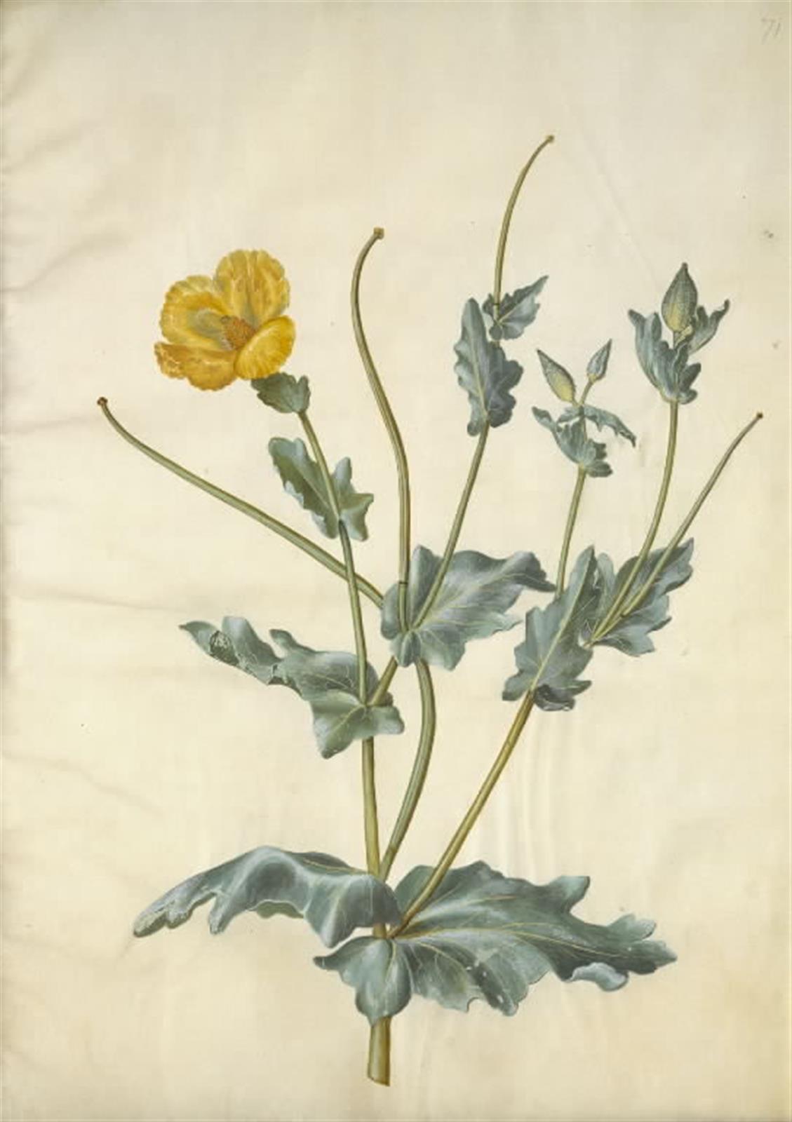 Hans Simon Holtzbecker, Glaucium flavum (strand-hornskulpe)