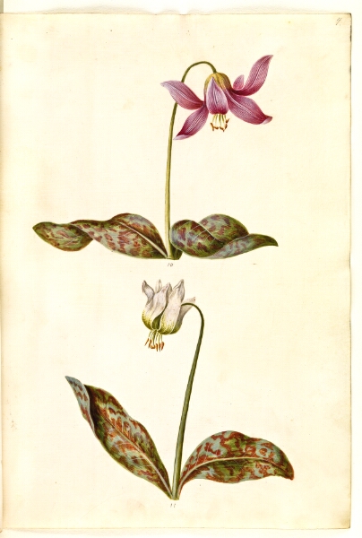 Hans Simon Holtzbecker, Erythronium dens-canis (ægte hundetand)