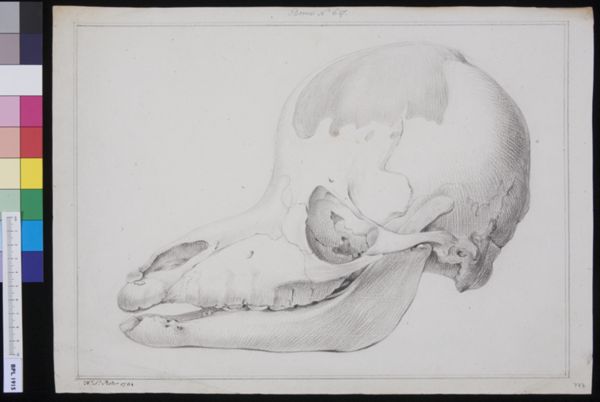 Poster, H.J, (active, Skull of a hydrocephalic camel