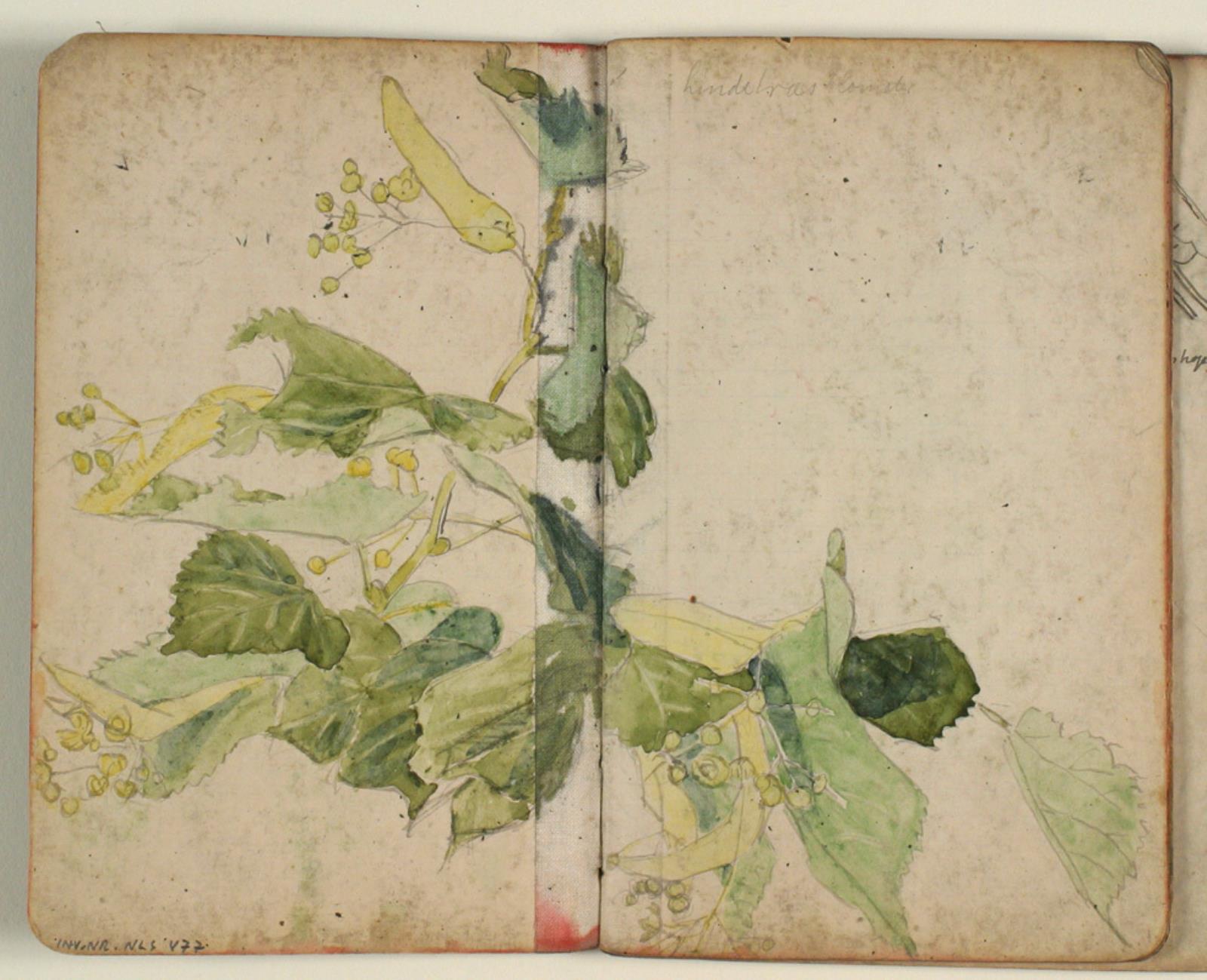 Niels Larsen Stevns, Studie af lindetræsblomster