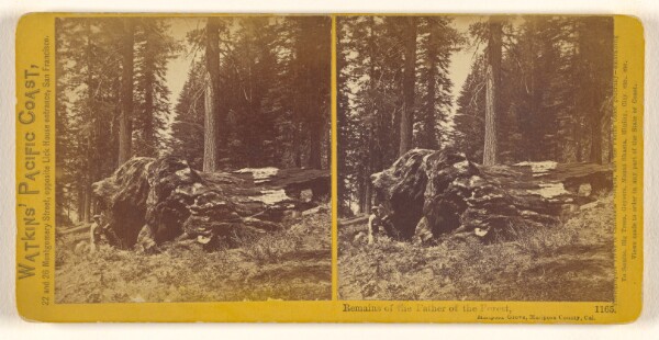 Carleton Watkins, Remains of the Father of the Forest