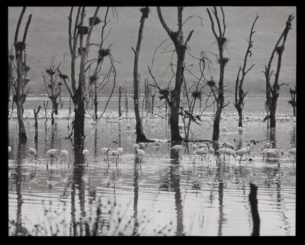 Hinde, John Wilfrid, Birds in Water