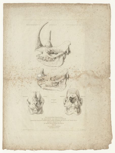 Reinier Vinkeles, Comparison between the skull of an African and an Asian rhinoceros