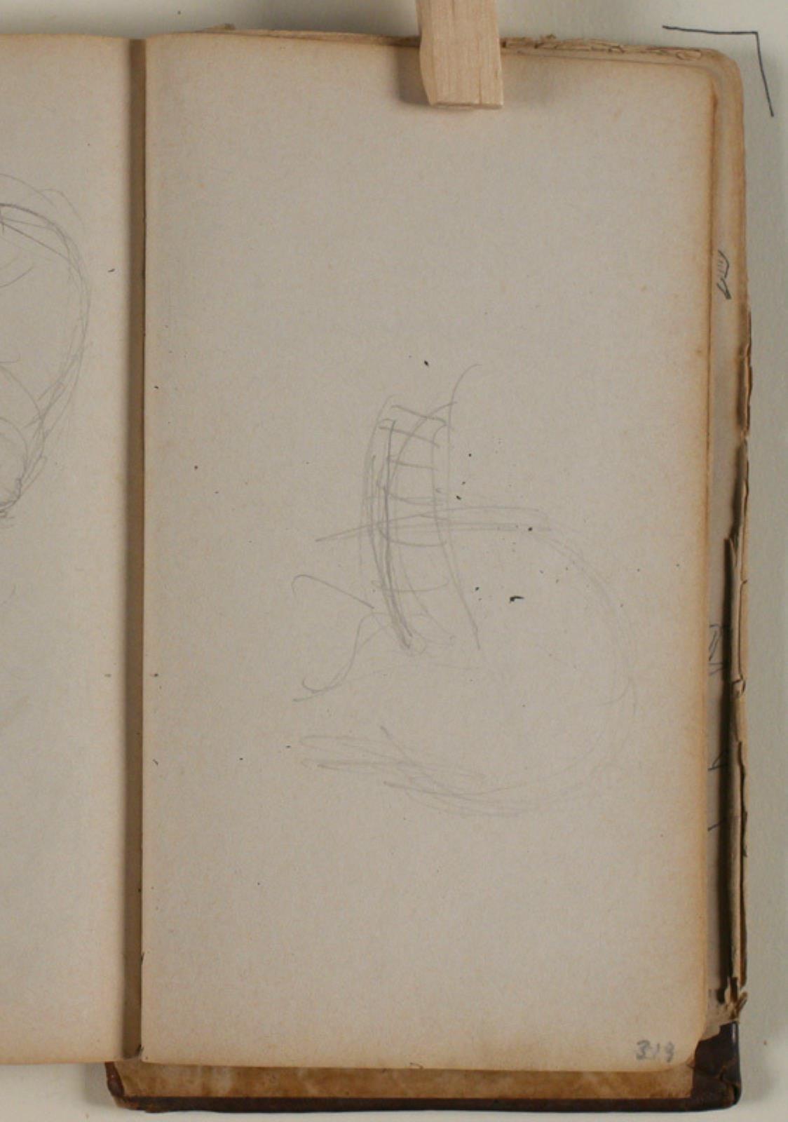 Niels Larsen Stevns, Studie af vaskebjørn