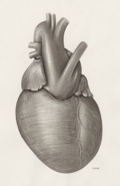 H.G Wetselaar, Heart and adjacent organs