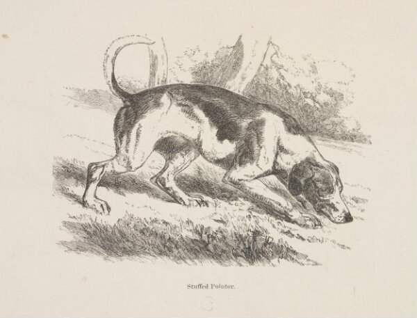 Unknown, Stuffed Pointer.