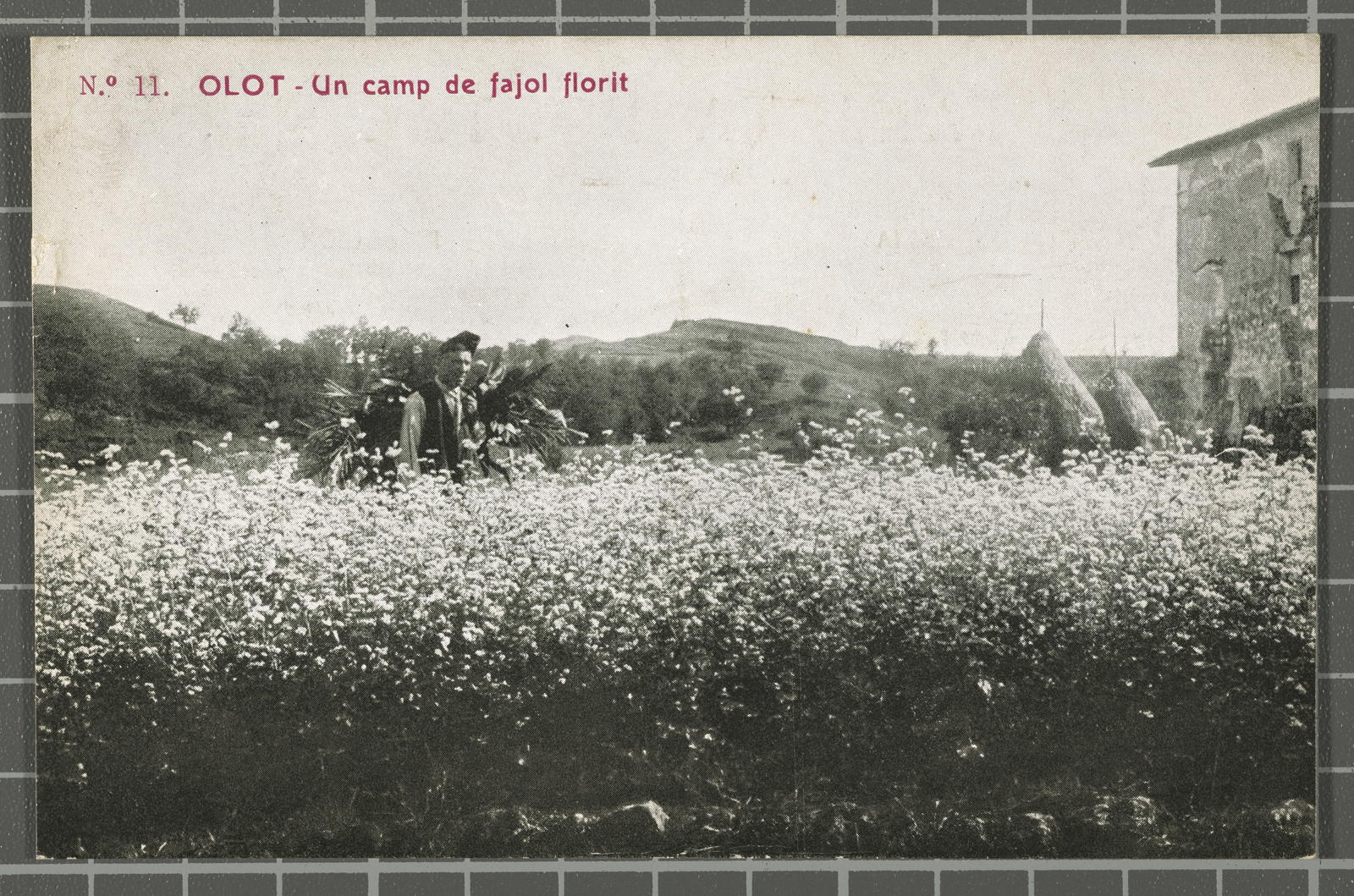 Desconegut, No. 11. Olot - A flowery buckwheat field