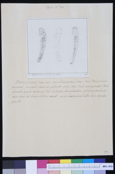 M Houtman, Ulna