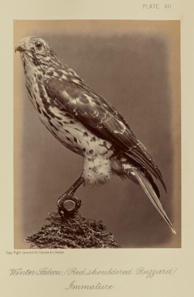 William Notman, Winter Falcon (Red shouldered Buzzard), Immature