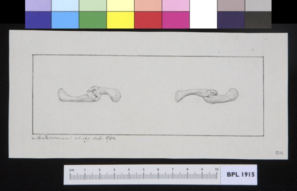 M Houtman, Skull, joints