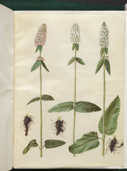 Hans Simon Holtzbecker, Stachys officinalis (læge-betonie)