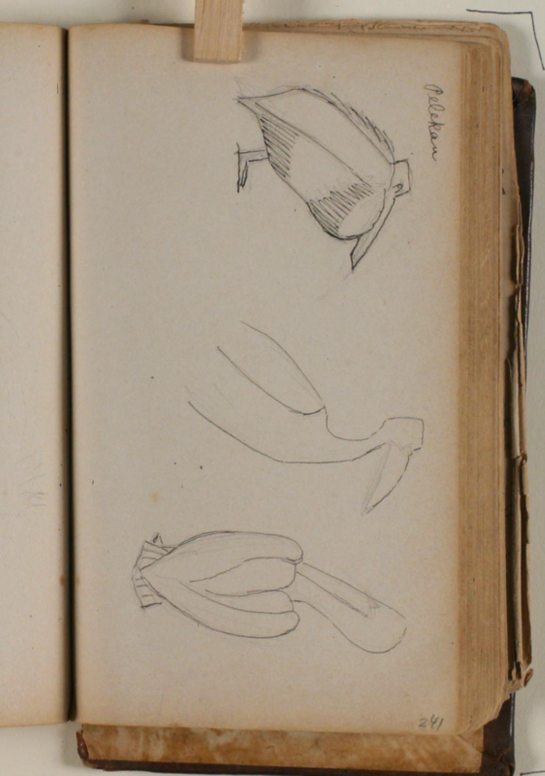 Niels Larsen Stevns, Studier af pelikan