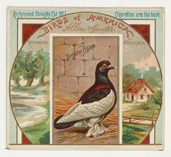 Allen & Ginter, Tumbler Pigeon, from the Birds of America series (N37) for Allen & Ginter Cigarettes