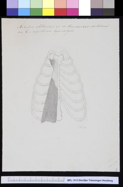 Tiemen Hooiberg, Animals: unidentified animal, muscles of the ribs