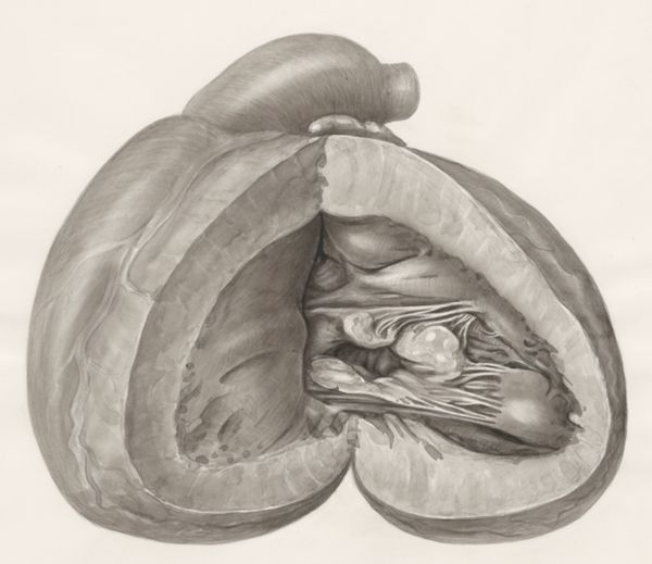 H.G Wetselaar, Heart