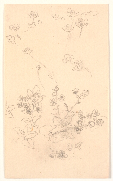 Joakim Skovgaard, Blomsterstudier