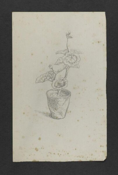 Potter, Beatrix, Drawing