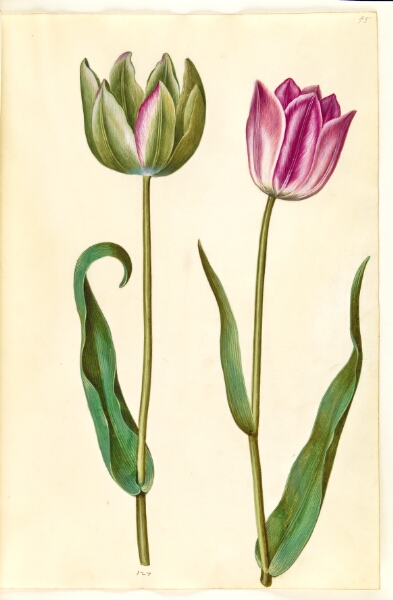Hans Simon Holtzbecker, Tulipa gesneriana (have-tulipan)