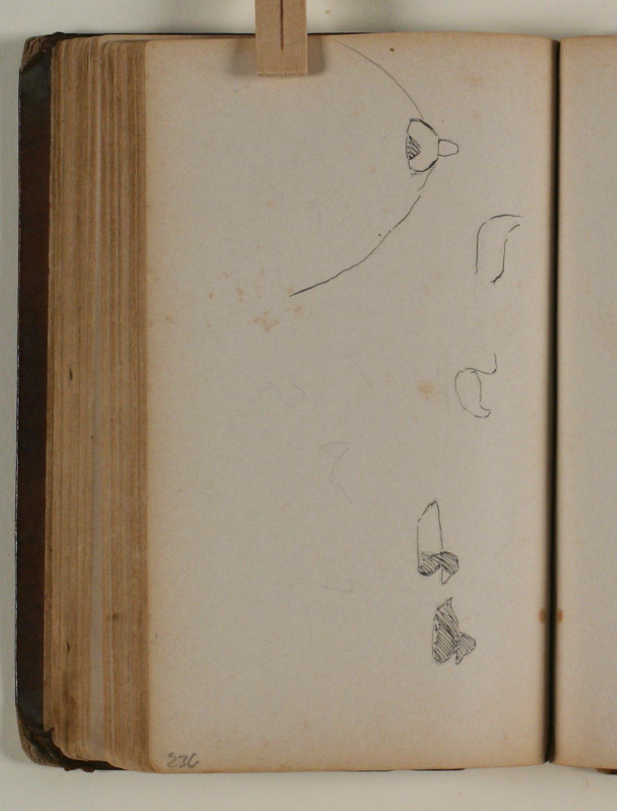 Niels Larsen Stevns, Studier af fugle