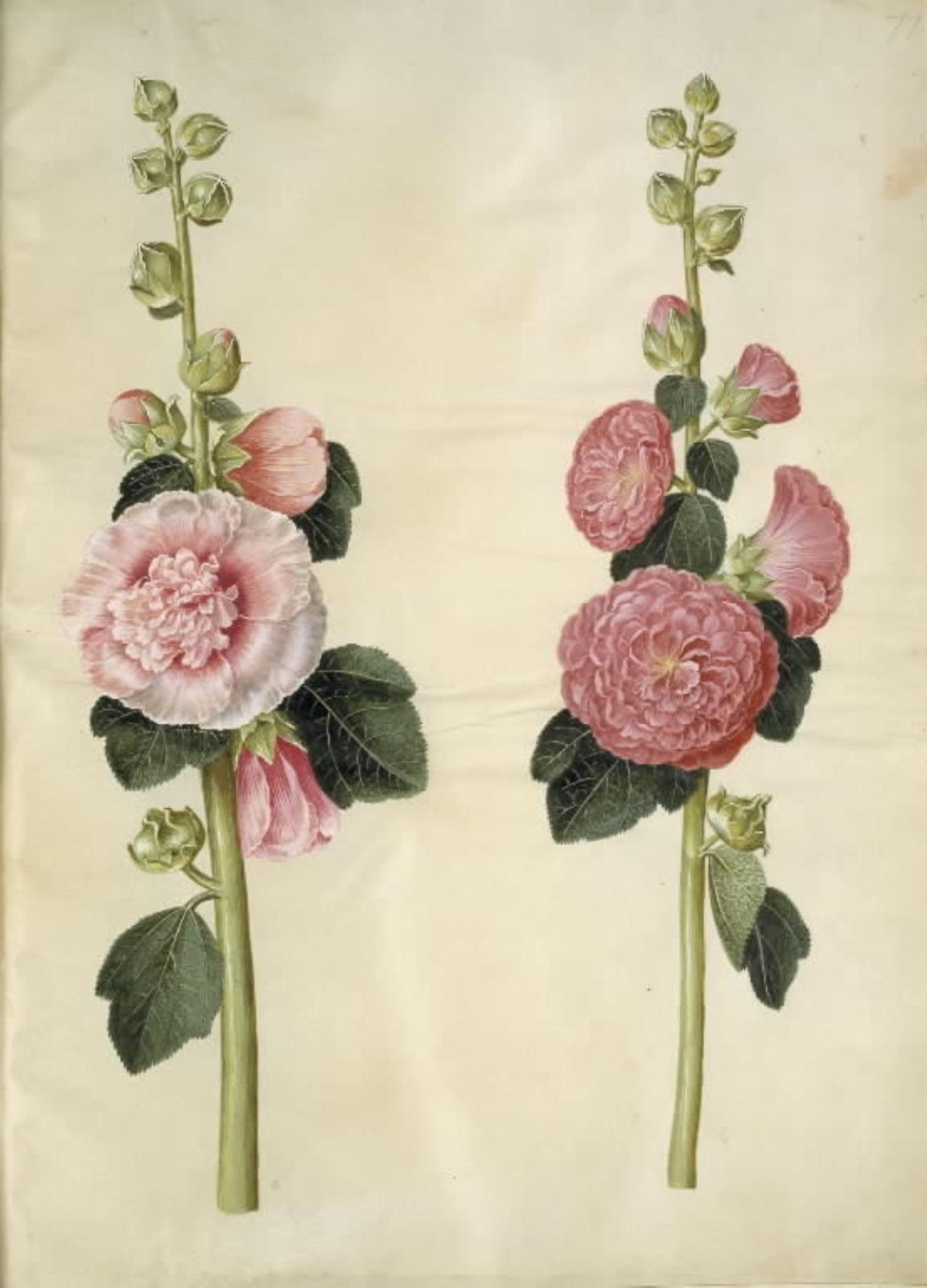 Hans Simon Holtzbecker, Alcea rosea (have-stokrose)
