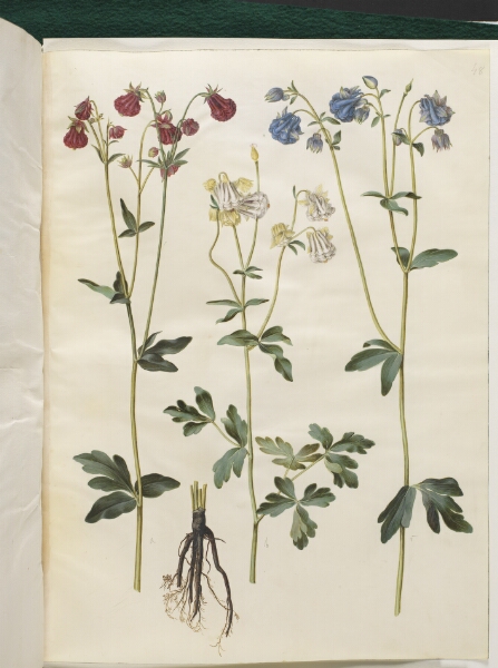 Hans Simon Holtzbecker, Aquilegia vulgaris (almindelig akeleje)