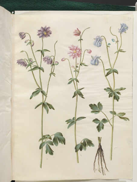 Hans Simon Holtzbecker, Aquilegia vulgaris (almindelig akeleje)