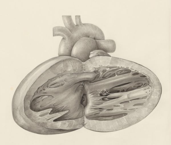 H.G Wetselaar, Heart