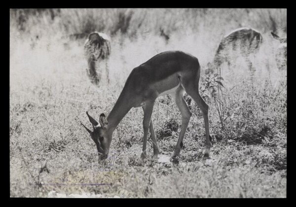 Hinde, John Wilfrid, Grazing Gazelles
