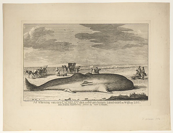 Hendrik Spilman, A Stranded Whale on the Beach Between Zandvoort and Wijk aan Zee on 20 February, 1762