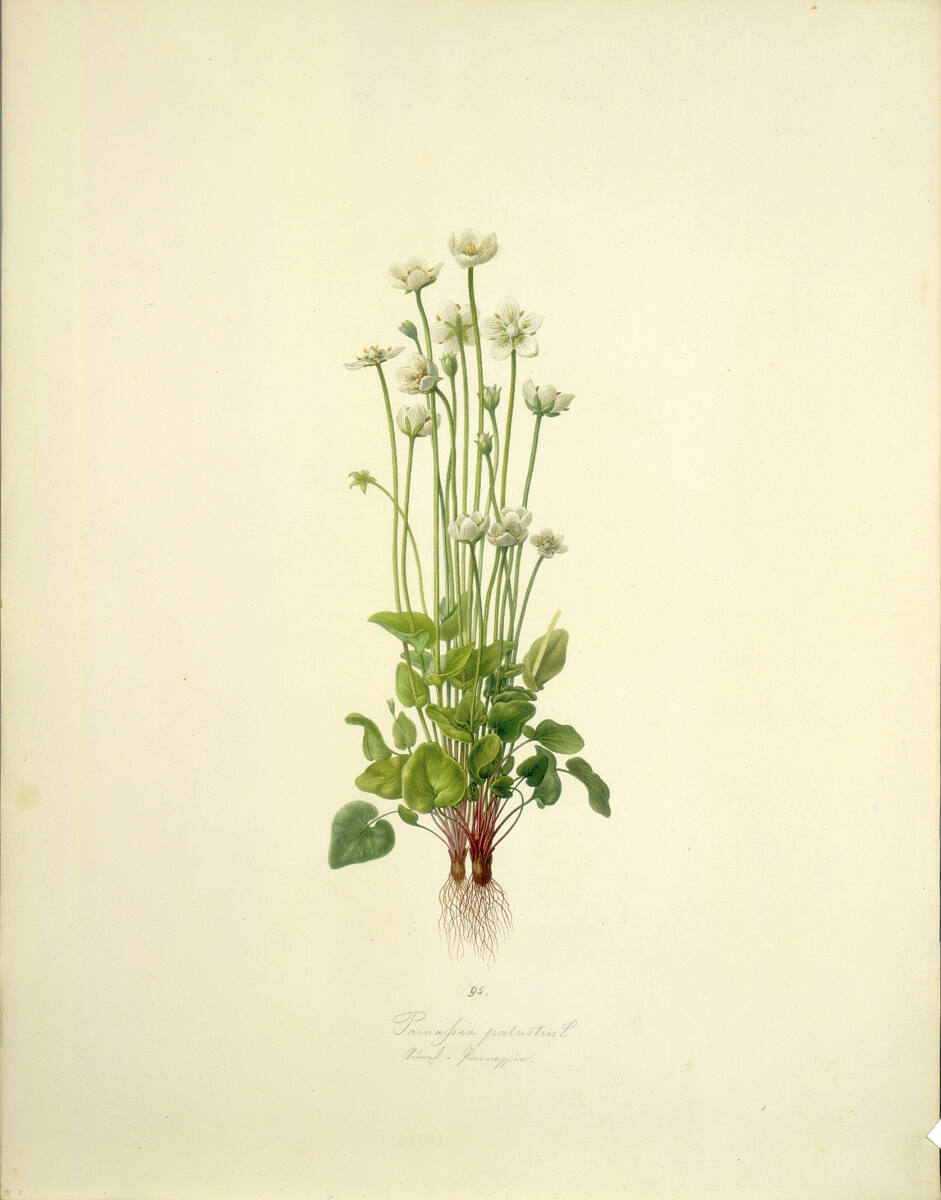 AugustRokert, Parnassia palustris L - Sumpf-Herzblatt