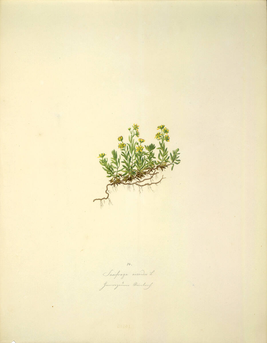 AugustRokert, Saxifraga aizoides L - Bach-Steinbrech