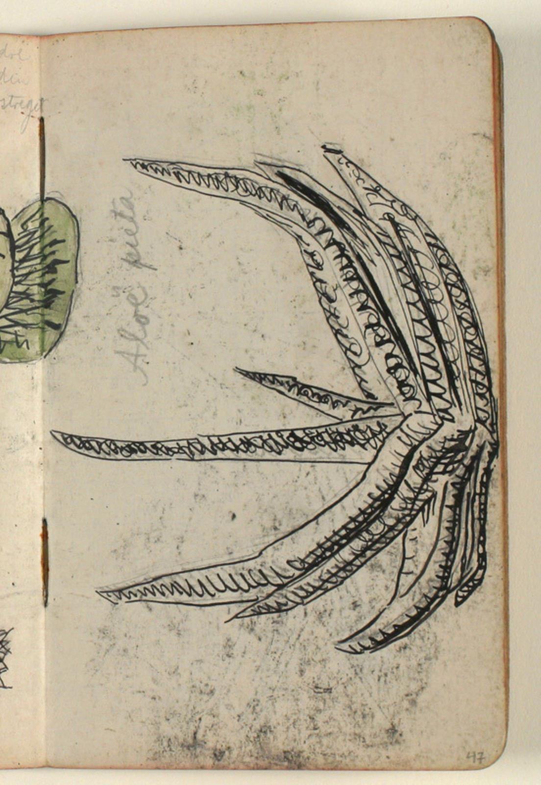 Niels Larsen Stevns, Plantestudie