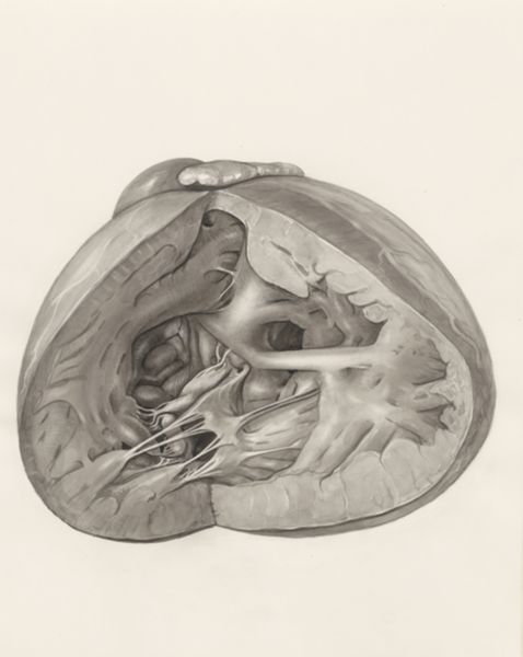 H.G Wetselaar, Heart
