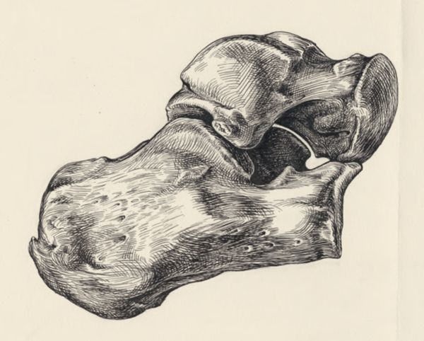 J Tinkelenberg, Musculoskeletal system of the lower extremity