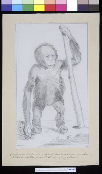 Adriaan de Lelie, Animals: ape, orangutan
