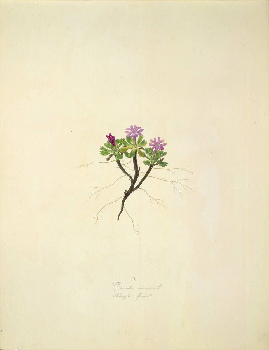 AugustRokert, Primula minima L - Zwerg-Primel