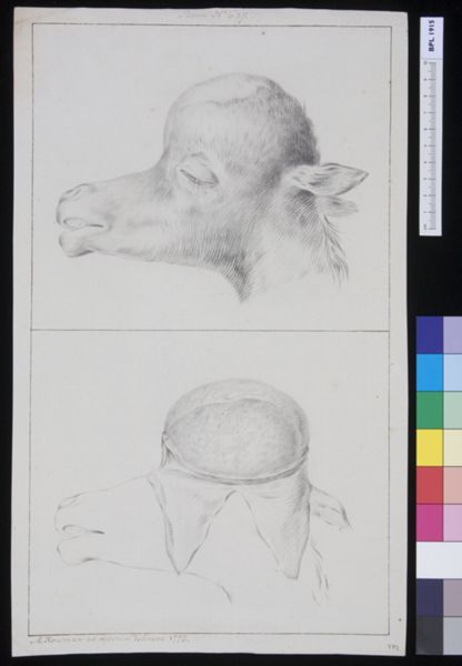 M. Houtman, Skull of a hydrocephalic camel
