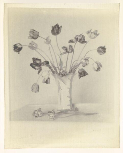 Warburg, Agnes Beatrice, Untitled (Tulip Still life)