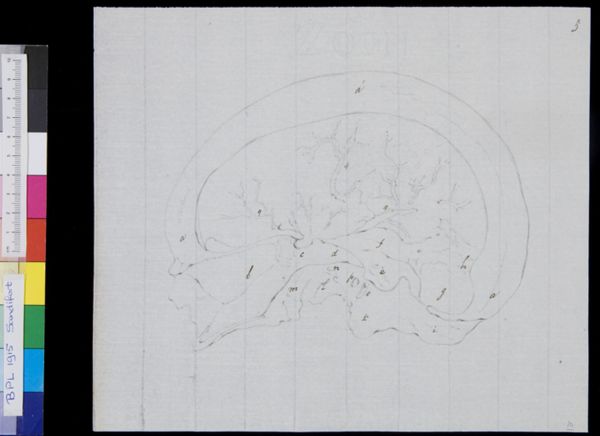Gerard Sandifort, Skull, cross section (legend)