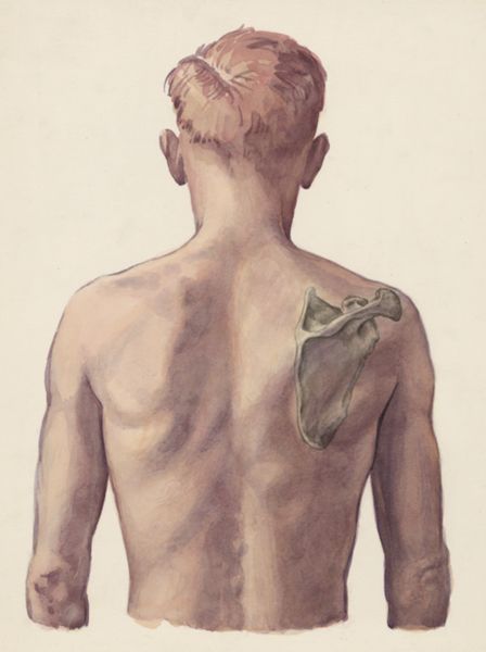 J Tinkelenberg, Shoulder joint