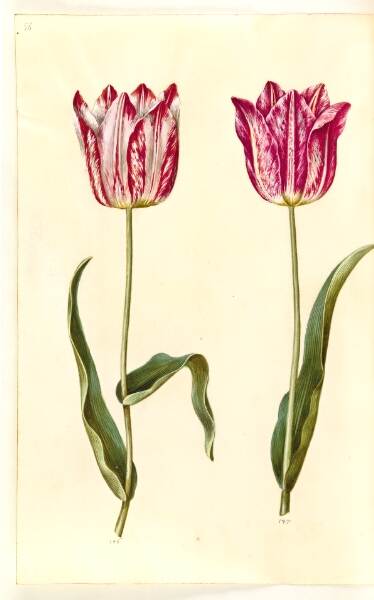 Hans Simon Holtzbecker, Tulipa gesneriana (have-tulipan)