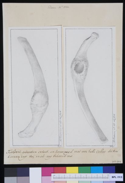 M Houtman, Rob of a calf: fracture